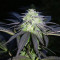 Sugar Breath (Humboldt Seeds Organization) Cannabis-Samen