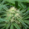 Watermelon Z Auto Samen feminisiert (Barney's Farm)