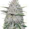 White Cheese Auto (Sumo Seeds) Cannabis-Samen
