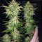 WiFi Kush feminisierte Samen (AlphaFem Seeds)