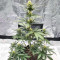 Ztrawberriez Auto feminisierte Samen (Fast Buds)