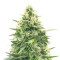 + Speed Auto (Sweet Seeds) Cannabis-Samen