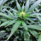 Black Destroyer (Original Sensible Seeds) Cannabis-Samen