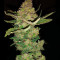 Buddha Magnum Auto regular (Buddha Seeds) Cannabis-Samen