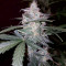 Cheese Auto (Funky Skunk Auto) (Expert Seeds)
