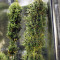 Dr. Grinspoon (Barney's Farm) Cannabis-Samen