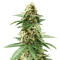 Early Widow (Advanced Seeds) Cannabis-Samen