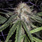 Gorilla Bomb (Bomb Seeds) Cannabis-Samen