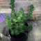 Girl Scout Cookies (Big Head Seeds) Cannabis-Samen