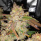 Gorilla Z Auto feminisiertes Saatgut (Barney's Farm)
