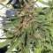 Honduras Regular (Ace Seeds) Cannabis-Samen
