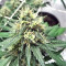 King's Banner regular (Dark Horse Genetics) Cannabis-Samen