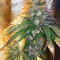 LA Confidential (DNA Genetics) Cannabis-Samen