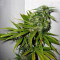 Neville's Haze Mango Regular (Mr. Nice Seedbank) Cannabis-Samen