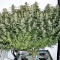 Northern Lights Autoflower feminisierte Samen (Seedstockers)