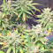 Pakistan Chitral Kush Standard (Ace Seeds) Cannabis-Samen