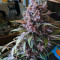 Purple Lemonade Auto feminisierte Samen (Fast Buds)