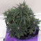 Raw Diesel (G13 Labs) Cannabis-Samen