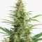 Sour Sorbet (DNA Genetics) Cannabis-Samen