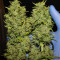Tangie'matic Auto feminisierte Samen (Fast Buds)