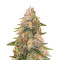 Tropic Punch (Heavyweight Seeds) Cannabis-Samen