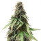 White Widow Autoflowering CBD (Dinafem Seeds) Cannabis-Samen
