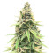 Critical Amnesia feminisierte Samen (AlphaFem Seeds)