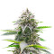 Critical Gorilla (Expert Seeds) Cannabis-Samen