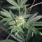 Keep Frosted Guava Autoflower feminisierte Samen (Seedkeepers)