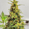 Kosher Kush 66 Autoflower feminisierte Samen (EGS)