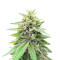 Lord Kush feminisierte Samen (Delicious Seeds)