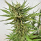 Orange Apricot Glue XL Auto feminisierte Samen (Sweet Seeds)