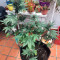 Purple Bud (White Label) Cannabis-Samen