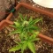 West Coast O.G. Auto (Fast Buds) Cannabis-Samen zu verkaufen