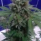 Caramelo Early Version (Delicious Seeds) Cannabis-Samen