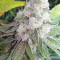 Purple Punch (Barney's Farm) Cannabis-Samen zu verkaufen