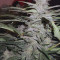Wedding Cake Auto (Barney's Farm) Cannabis-Samen zu verkaufen