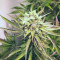 Shogun (RQS) Cannabis-Samen zu verkaufen
