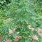 Apple Betty Cannabis-Samen Kaufen