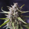 Hawaiian Snow (GHS) Cannabis-Samen zu verkaufen