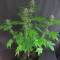 DDoS #33 Feminisierte Cannabis-Samen Kaufen