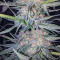 Gorilla (GG#4 Original Glue) (Expert Seeds) Cannabis-Samen zu verkaufen