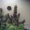 Auto Blackberry Kush Cannabis-Samen Kaufen