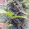 Original Auto BubbleGum (Fast Buds) Cannabis-Samen zu verkaufen