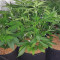 Buddha Purple Kush Auto (Buddha Seeds) Cannabis-Samen zu verkaufen