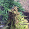 Black Cherry Punch Cannabis-Samen Kaufen
