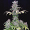 Stress Killer Automatic CBD (RQS) Cannabis-Samen zu verkaufen