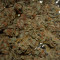 Biscotti Mintz Cannabis-Samen Kaufen