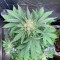 Kaufe Cherry Cola Auto (Fast Buds)