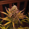 Kaufe Strawberry Pie Auto Samen feminisiert von Fast Buds